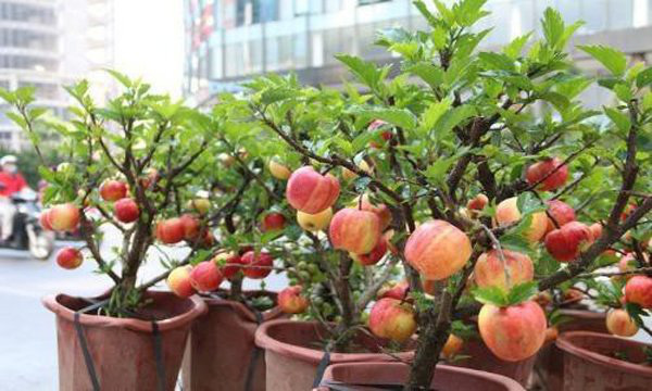 Nhiều khách hàng đã tá hỏa khi phát hiện các trái táo tươi ngon được gắn trên cây thực chất là "táo mồi" được đính bằng dây thép và keo 502.