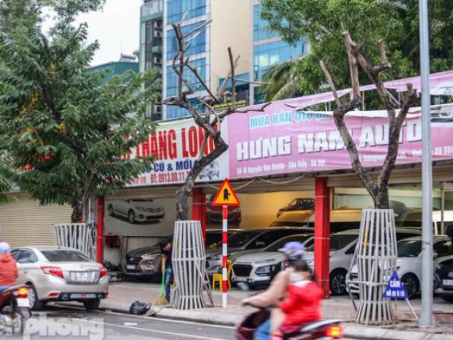 Tin tức trong ngày - Tin tức 24h qua: Hàng sưa "trăm tỷ" chết khô sẽ được bán đấu giá, trồng lại cây mới