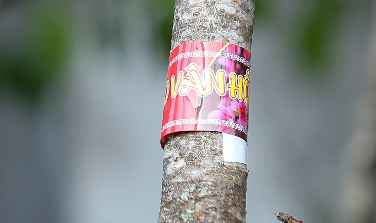 UBNN huyện Vân Hồ đề xuất dán 11.000 tem cho hoa đào xuất xứ địa phương để tránh nhầm lẫn giữa đào trồng và đào rừng.