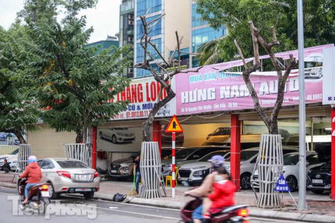 Sau 8 tháng, hàng&nbsp;cây sưa đỏ&nbsp;trên đường Nguyễn Văn Huyên chết khô, không có dấu hiệu hồi sinh.