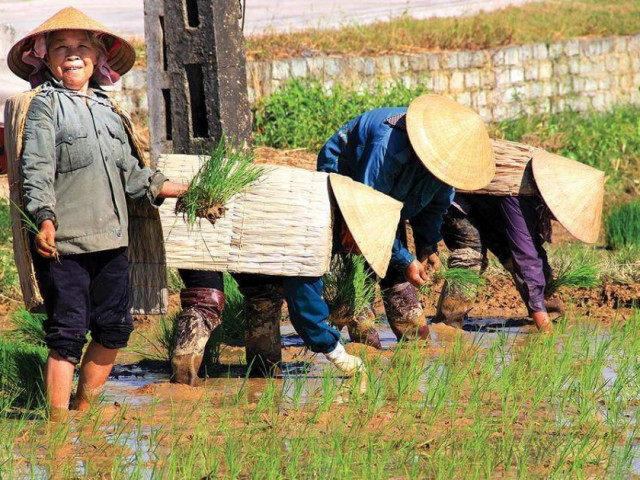 Tin tức trong ngày - Làng làm “áo giáp” che trời