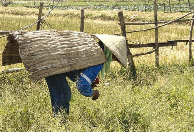 Giữa những ngày nắng cháy da hay mưa thối đất, áo tơi trở thành vật hữu dụng của người dân Hà Tĩnh. Ảnh Đ.H