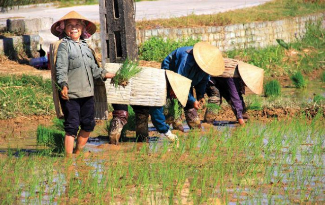 Người dân mặc áo tơi đi cấy