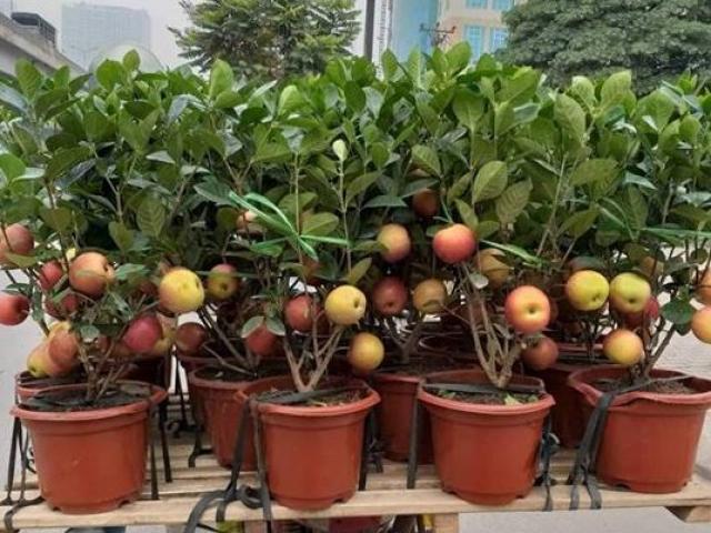 Thị trường - Tiêu dùng - Biết “bị lừa”, khách hàng vẫn chi hàng triệu đồng để mua cây này về chơi Tết