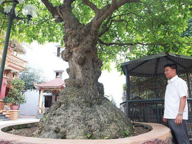 Thị trường - Tiêu dùng - Mãn nhãn cây lộc vừng "tích tụ phát lộc" thu hút nhiều người yêu cây