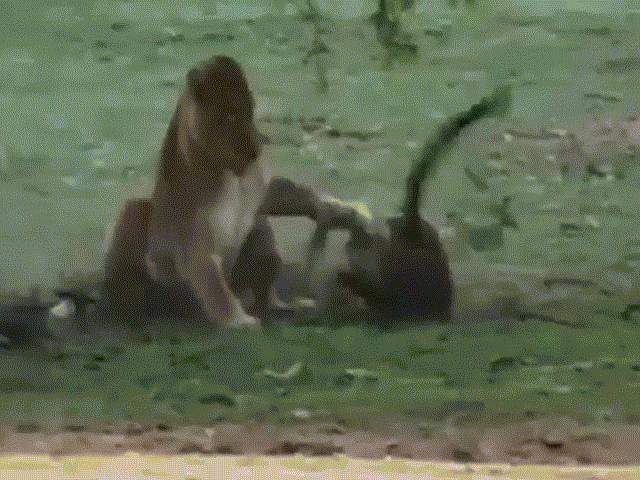 Phi thường - kỳ quặc - Cuộc chiến sinh tồn: Bị xâm phạm lãnh thổ, sư tử hạ gục báo săn trong nháy mắt để bảo vệ lãnh thổ