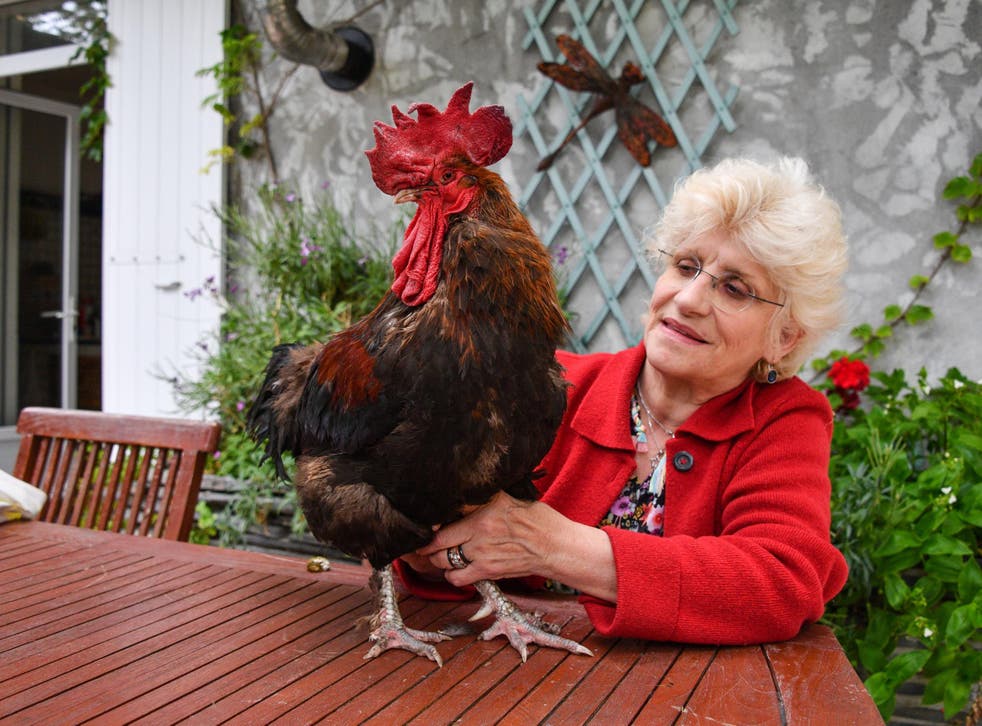 Chú gà trống Maurice – biểu tượng quyền được gáy của loài gà nước Pháp (ảnh: Daily Mail)