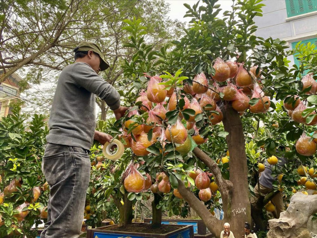 Tin tức trong ngày - Luật trong giới chơi cây khủng