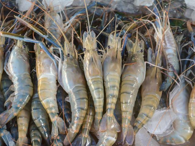 Ẩm thực - Muốn mua tôm tươi ngon cứ nhớ rõ 5 mẹo "thần thánh" này