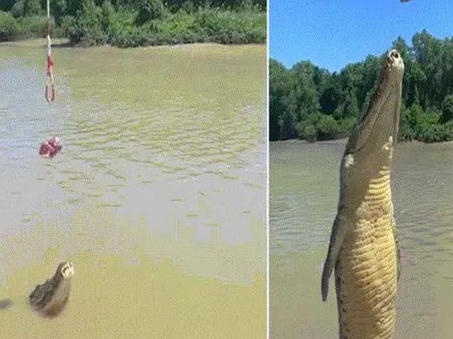 Media - Rợn người khoảnh khắc cá sấu quẫy đuôi phóng thẳng đứng đớp trọn con mồi