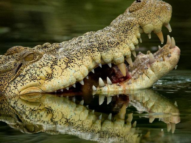 Media - Đang uống nước, trâu rừng bị "quái vật" kết liễu