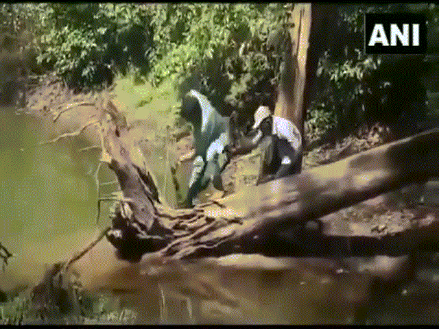 Video: Hổ mang chúa "khủng" khiến người bắt "toát mồ hôi hột" với màn chống trả