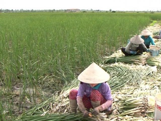 Thị trường - Tiêu dùng - Thứ ở Việt Nam từng bị xem như cỏ dại bỏ đi, nay không chăm vẫn kiếm tiền triệu