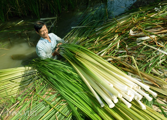 Theo đánh giá của Phòng Nông nghiệp và Phát triển nông thôn huyện Cái Nước ở Cà Mau, việc trồng bồn bồn đem lại thu nhập khá cho người dân, với khoảng 100–120 triệu đồng/ha/năm. 
