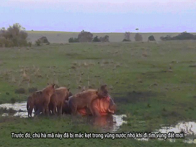 Phi thường - kỳ quặc - Video: Thiếu kinh nghiệm chiến đấu, hà mã chưa trưởng thành bị bầy linh cẩu hạ gục