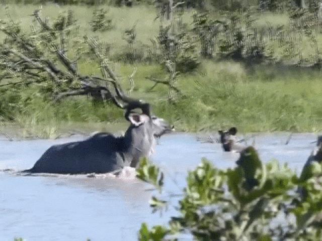 Media - Liều lĩnh truy sát linh dương dưới nước, chó hoang lĩnh "trái đắng"
