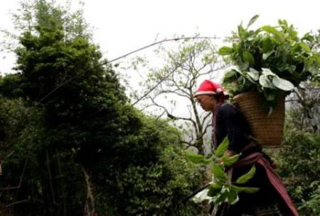 Kon Tum có 1 loại lẩu có hơn 10 loại lá rừng và là một đặc sản nức tiếng ở Tây Nguyên - 3