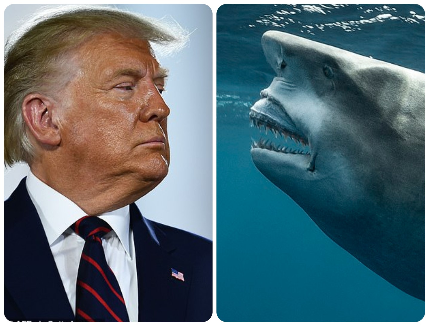 Mỹ: Cá mập khổng lồ mặt &#34;giống hệt&#34; ông Trump gây sốt - 2