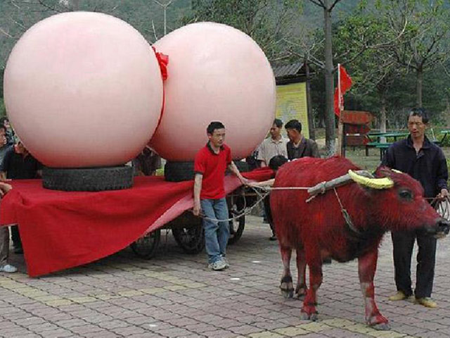 Tranh vui - Giật mình với những hình ảnh "kỳ quái" chỉ có ở Nhật Bản