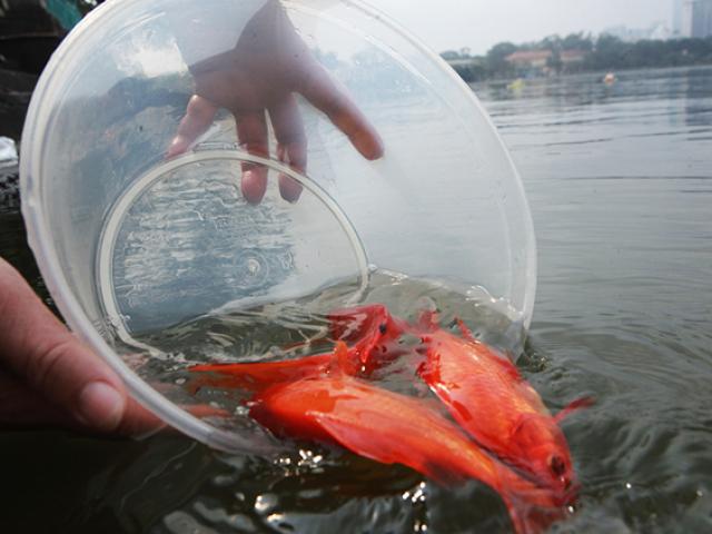 Tin tức trong ngày - Thả cá chép và cúng ông Công ông Táo như thế nào cho đúng ý nghĩa?