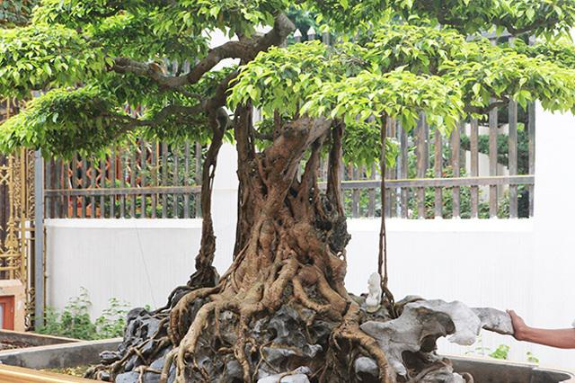 Cây sanh cổ có tuổi đời trên 300 năm có đường thân rất độc đáo.