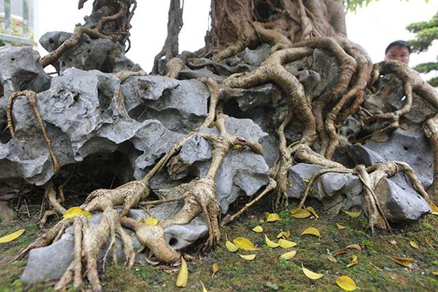 Tác phẩm sanh cổ "nỏ thần" cao khoảng 2,2m, tán rộng 2,5m.