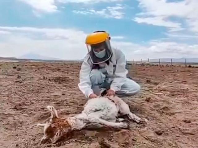 Phi thường - kỳ quặc - 50 gia súc cứ đêm đến là chết, máu bị hút cạn không dấu vết