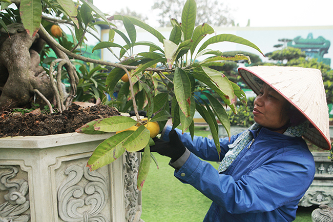 Người làm vườn cho hay, không biết ông chủ mua cây này với giá bao nhiêu nhưng cây ra trái rất sai và lạ mắt vì cây không lớn như những cây trứng gà thông thường
