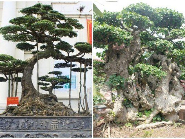 Thị trường - Tiêu dùng - Ngắm dàn cây cảnh thế "khủng" của những đại gia Hải Dương