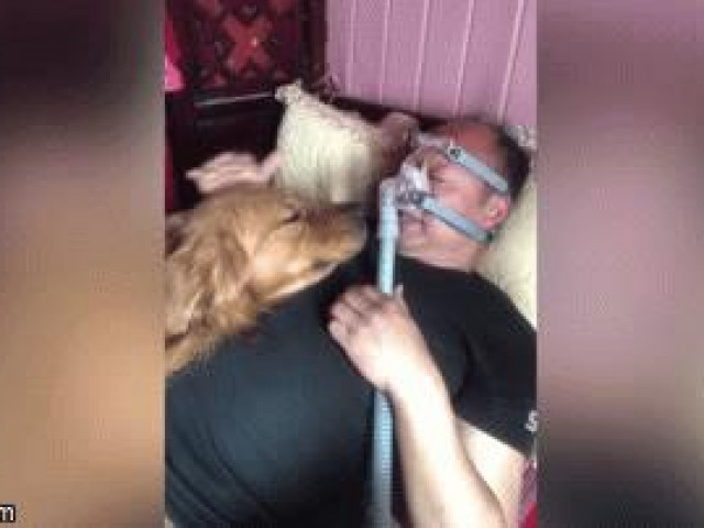 Bạn trẻ - Cuộc sống - Clip: Thấy chủ nhân đeo máy thở, chó cưng túc trực bên giường không rời