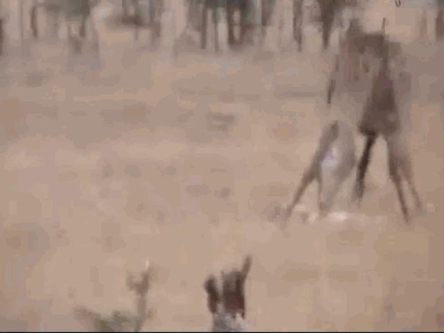 Media - Con non bị ăn thịt, hươu cao cổ tung đòn giết chết sư tử