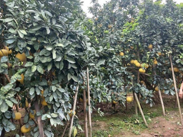 Thị trường - Tiêu dùng - Giá rớt thê thảm, người trồng bưởi Diễn khóc ròng