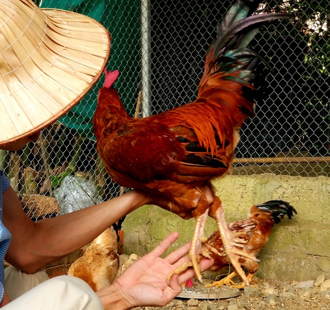 Gà là loài không có gì lạ ở Việt Nam nhưng gà chín cựa mới thật sự quý hiếm. Người ta vẫn thường nghe về loài gà này trong truyền thuyết "Sơn Tinh, Thủy Tinh", hiện nay giống gà này cũng được nuôi ở một số nơi.
