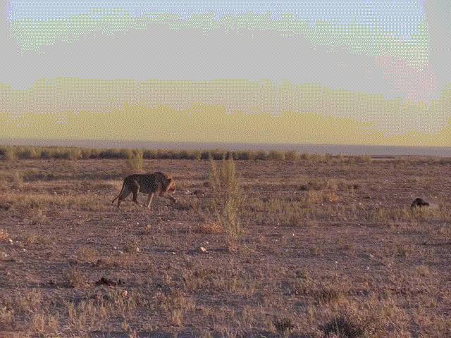 Phi thường - kỳ quặc - Video: Sư tử quay lưng "nuốt hận" sau khi bị lửng mật "trêu ngươi"