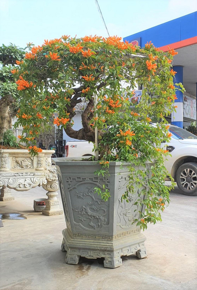 Cây hoa Rạng Đông được rao bán với giá 50 triệu đồng ở TP Thanh Hóa