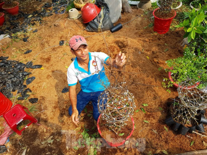 Tết Nguyên đán năm nay, anh Hiệp cho ra thị trường trên 200 cặp lộc bình mai, giá từ 2 triệu đến 10 triệu đồng, tuỳ theo kích thước lớn - nhỏ.