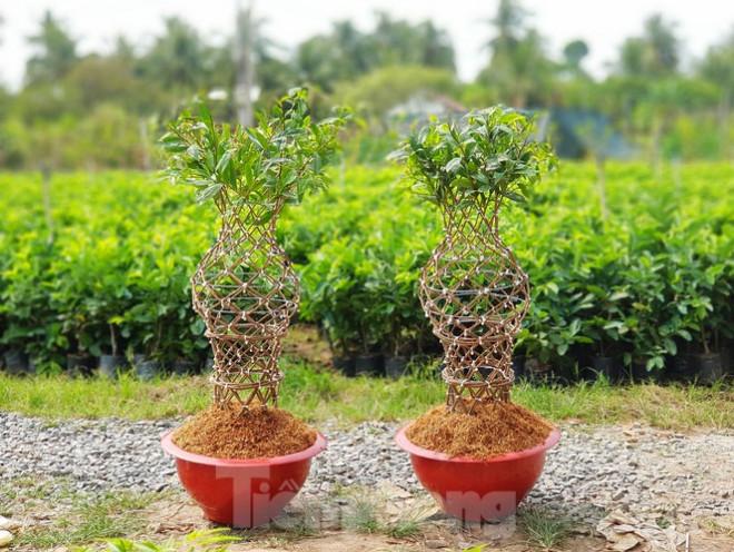 Hiện, lộc bình mai của chàng trai 9X ở Bến Tre đang "cháy" hàng dịp Tết Nguyên đán.&nbsp;
