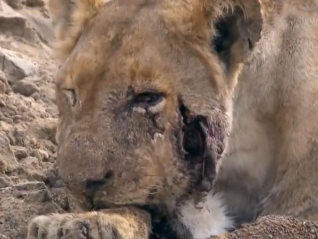 Media - Sư tử "thân tàn" sau đại chiến với cá sấu