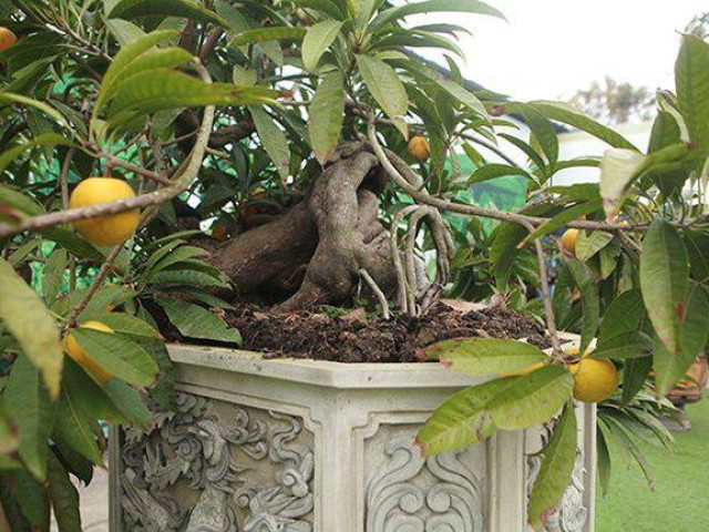 Thị trường - Tiêu dùng - Cận cảnh cây trứng gà nhìn như cây dại, đại gia quyết rút hầu bao 100 triệu mua bằng được