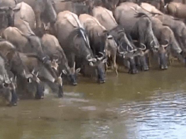 Media - Clip: Linh dương thoát chết ngoạn mục dù bị cá sấu lôi xuống nước