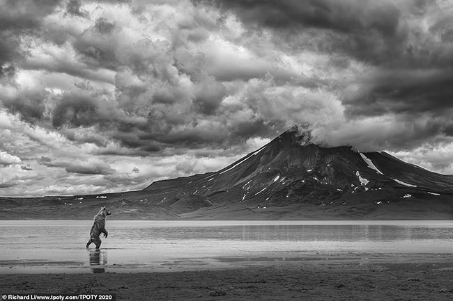 Hình ảnh con gấu săn cá hồi trước một ngọn núi lửa ở Kamchatka, Nga của nhiếp ảnh gia Richard Li, người Hồng Kông.
