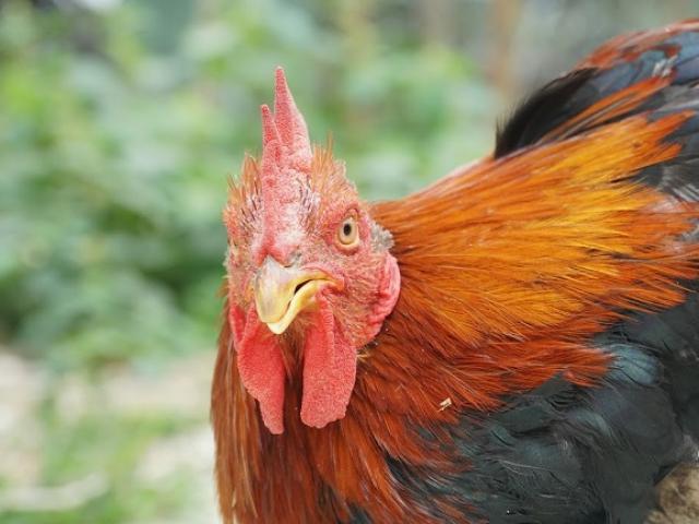 Thị trường - Tiêu dùng - Tết này, nhà giàu Việt chi tiền triệu mua gà "thái giám" làm quà biếu