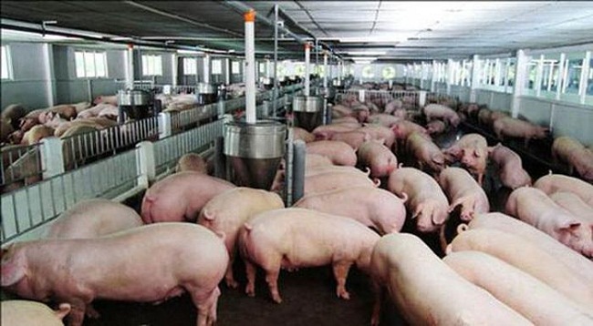 Cận tết, giá lợn hơi tăng cao, nhiều hộ chăn nuôi "trúng đậm"