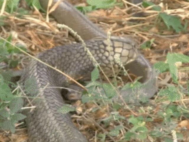 Media - Bỏ rắn hổ trâu vào hố sâu, kết quả bất ngờ xảy ra sau ít phút