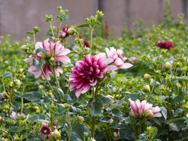 Bạn trẻ - Cuộc sống - Vườn thược dược của ngoại ngày Tết