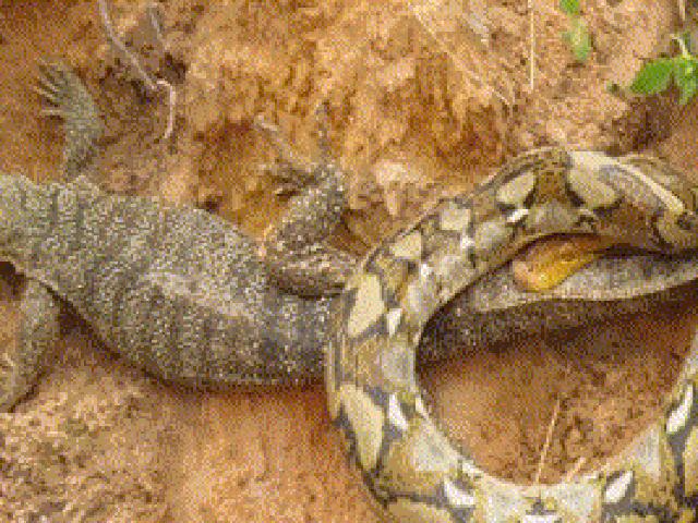 Media - Video: Kỳ đà sắp chết vì bị trăn "khủng" siết chặt, vị cứu tinh bí ẩn xuất hiện