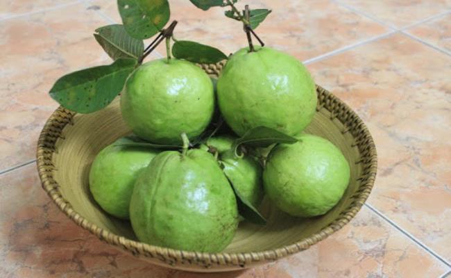 Tại Hải Dương, giống ổi bo Liên Mạc (Thanh Hà) đã đem lại nguồn lợi kinh tế khổng lồ cho người dân nơi đây, sản lượng thu hoạch cũng rất đáng kể. Quả to đều, thịt chắc, ăn rất ngọt, có vị thơm đặc trưng.
