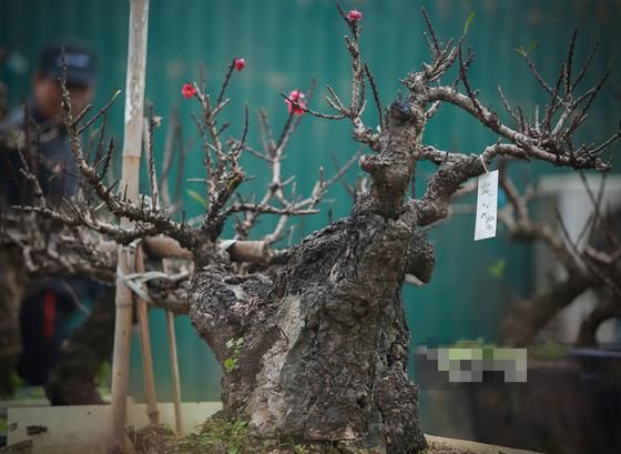 Đào Thất Thốn "xịn"