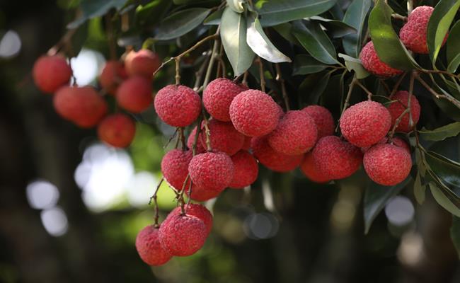 Huyện Thanh Hà có diện tích trồng vải lên tới 3.815 ha, trong đó gồm 1.500 ha vải sớm và 2.300 ha vải chính vụ, cho sản lượng từ 30.000 đến 35.000 tấn vải mỗi năm. Vải chín thường được thu hoạch từ đầu tháng 5 đến hết tháng 6.
