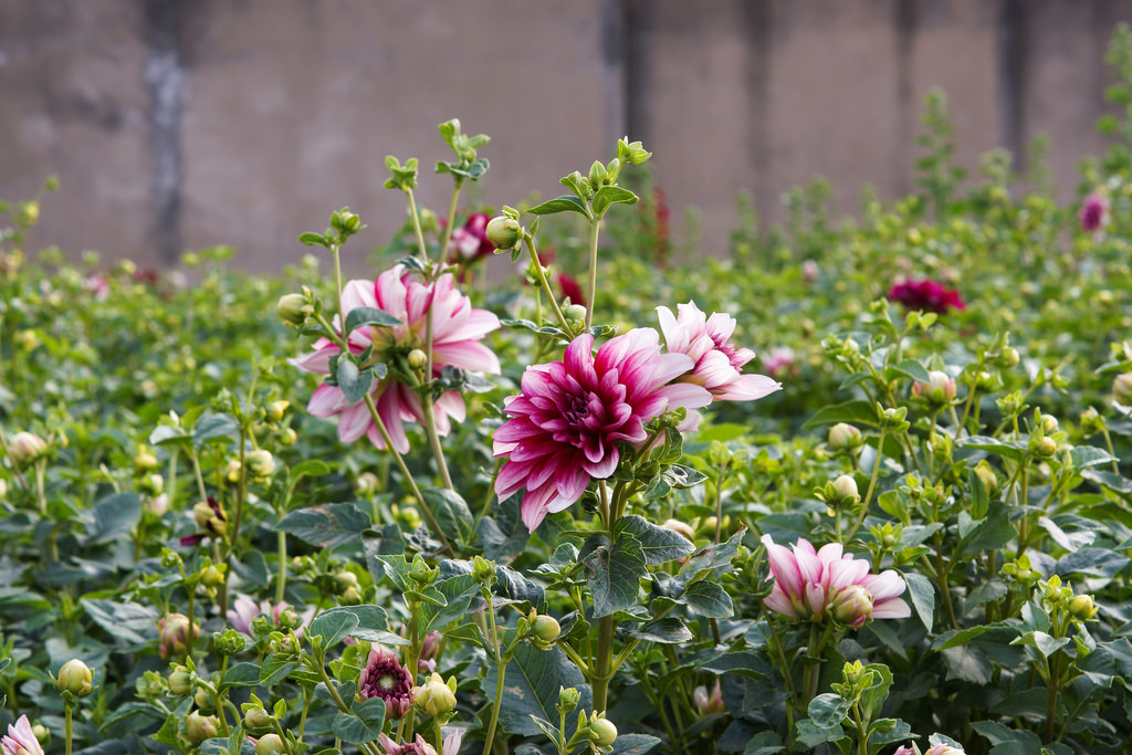 Hoa Thược Dược Đỏ Tuyệt Đẹp Nở Rộ Trong Khu Vườn Mùa Thu Hình ảnh Sẵn có   Tải xuống Hình ảnh Ngay bây giờ  iStock